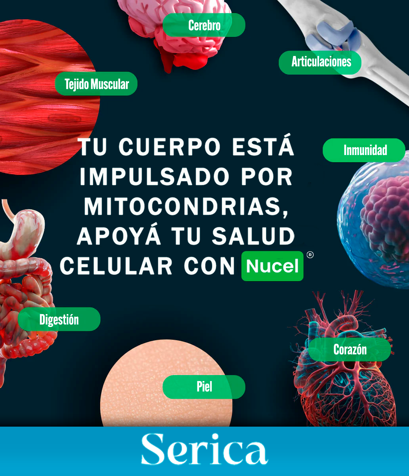 Nucel - Aumenta la energía, mejora la calidad del sueño e incrementa la resistencia