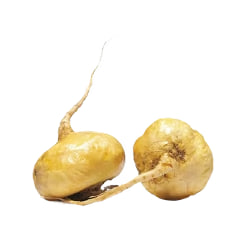 Extracto de Raíz de Maca